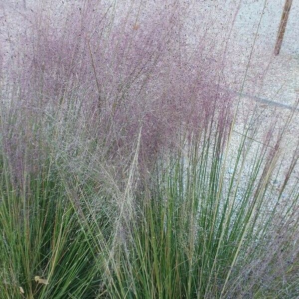 Muhlenbergia capillaris Folla