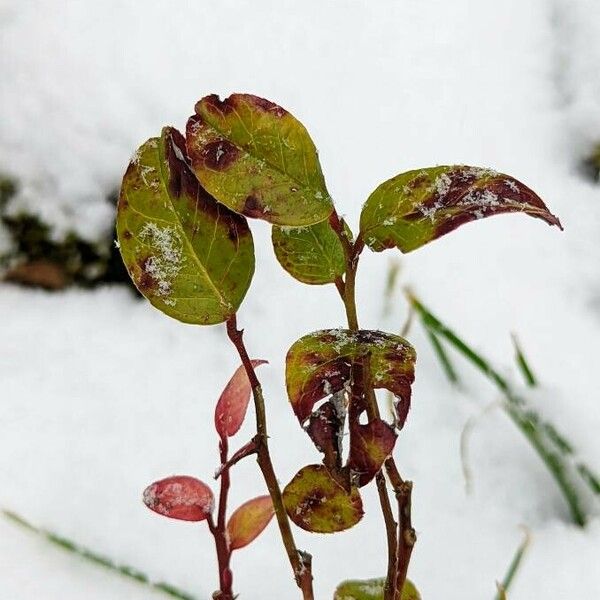 Leucothoe axillaris Leaf