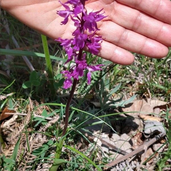 Orchis mascula Flower