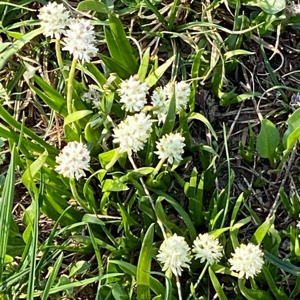 Triantha glutinosa Fleur