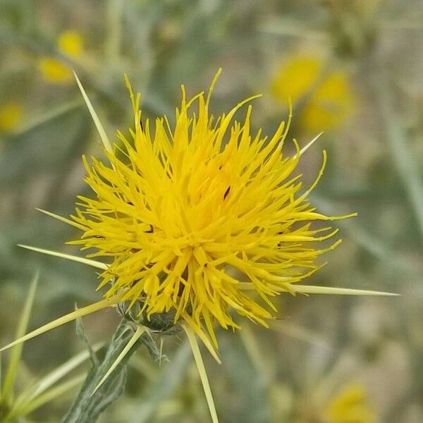 Centaurea solstitialis പുഷ്പം