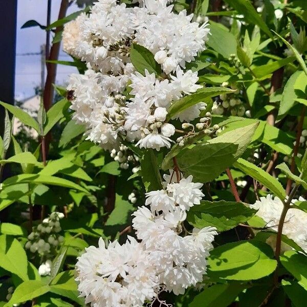 Deutzia gracilis Квітка