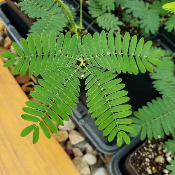 Mimosa pudica Leht