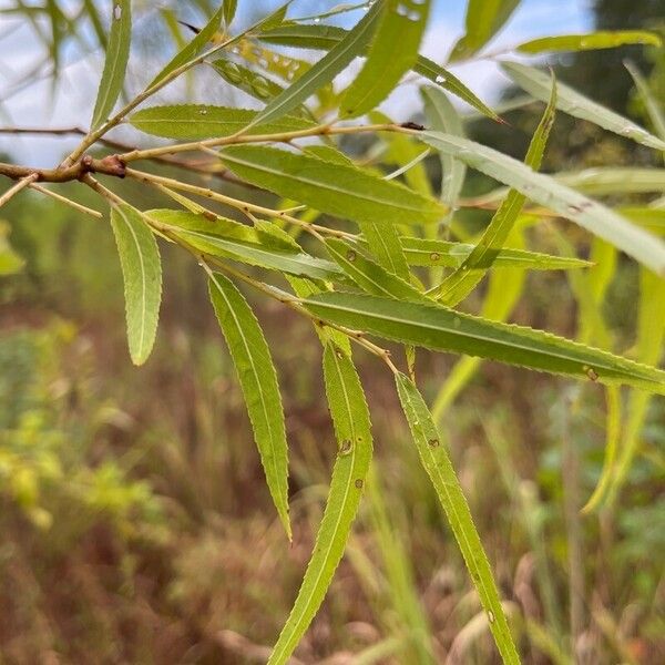 Salix nigra Leaf