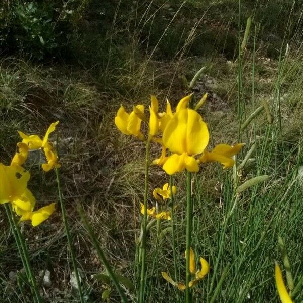 Spartium junceum Flower