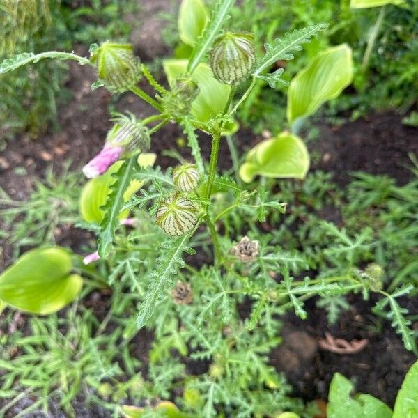 Hibiscus trionum Virág