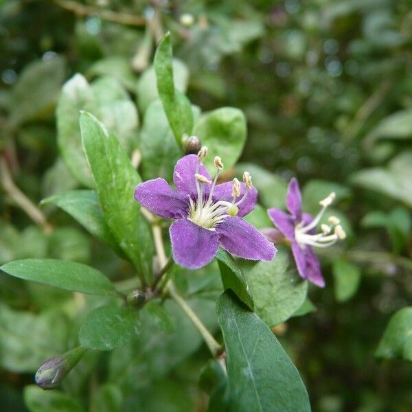 Lycium barbarum 花