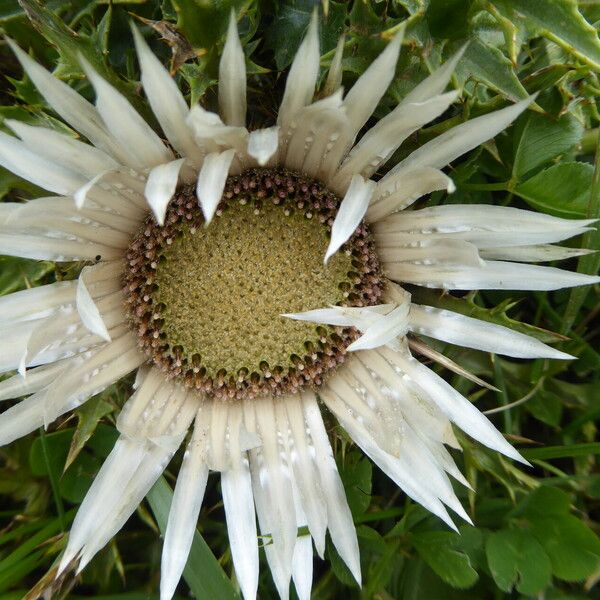 Carlina acaulis 花