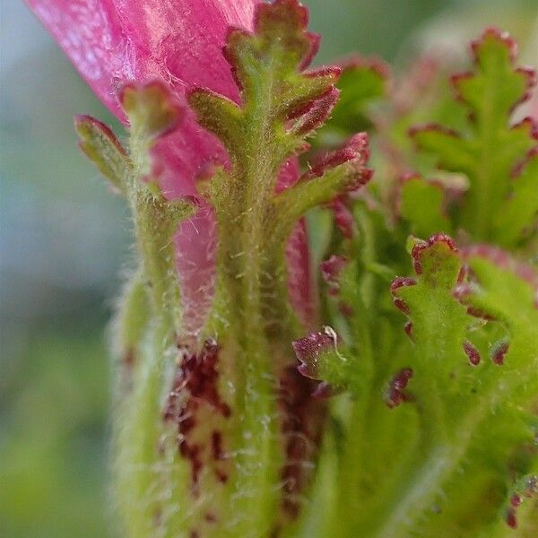 Pedicularis gyroflexa 花