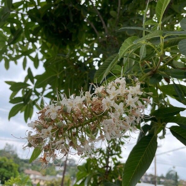 Aesculus californica Cvet