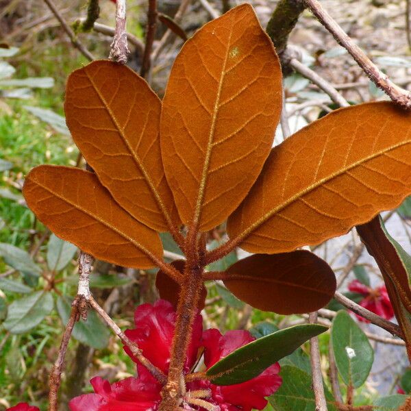 Rhododendron beanianum Blad