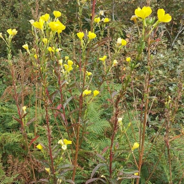 Oenothera parviflora Habitus