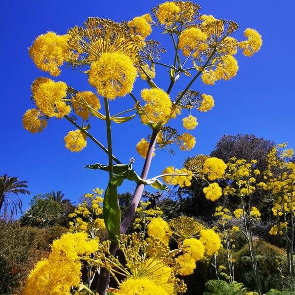 Ferula communis Blomst