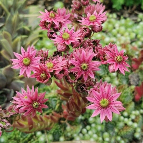 Sempervivum arachnoideum Flower