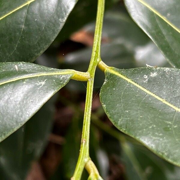 Castanospermum australe পাতা