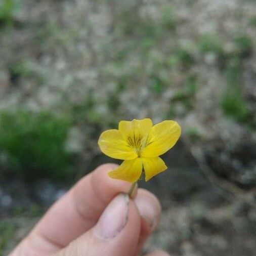 Viola sempervirens Flower