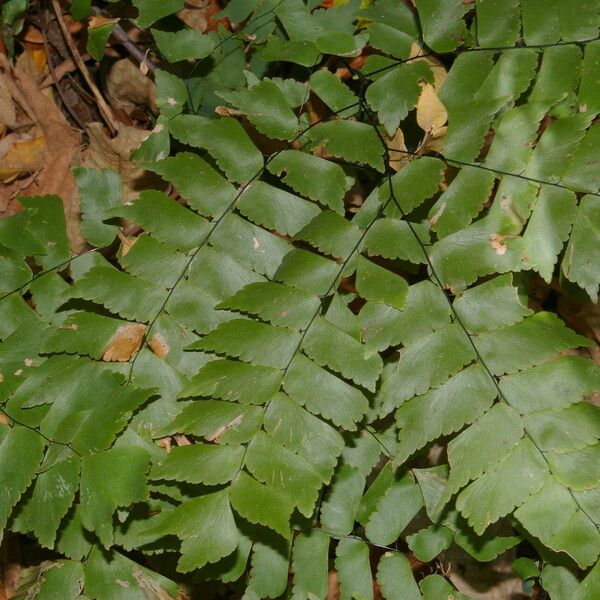 Adiantum philippense Leaf