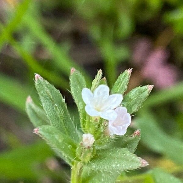 Buglossoides arvensis Цвят