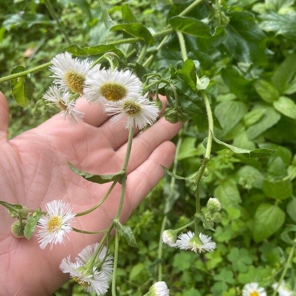 Erigeron philadelphicus Flower