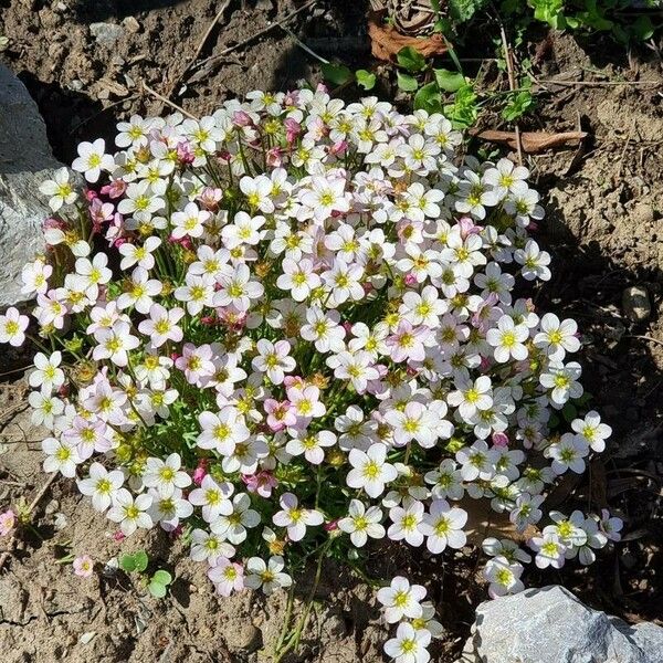 Saxifraga rosacea Fiore