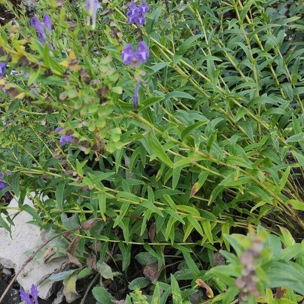 Scutellaria baicalensis Habit