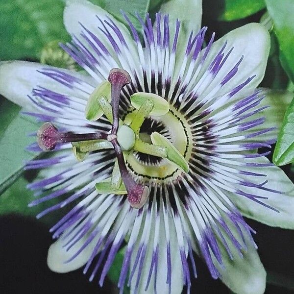 Passiflora caerulea 花