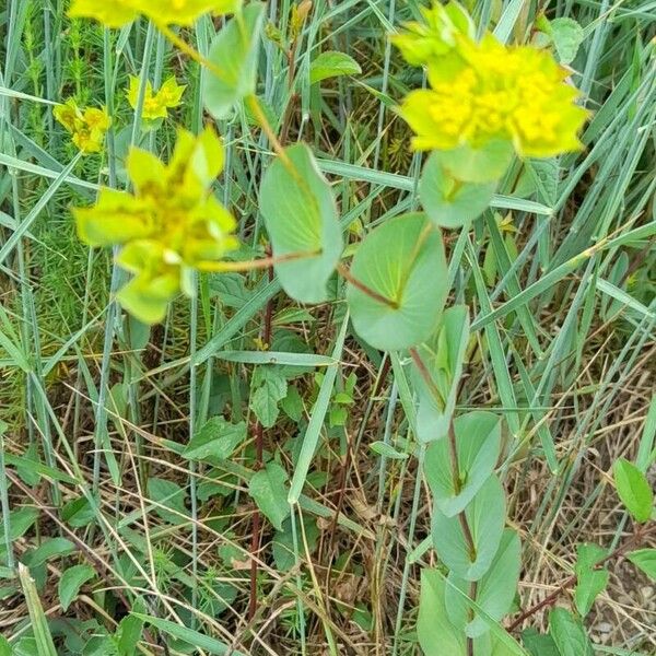 Bupleurum rotundifolium Habit