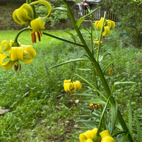 Lilium pyrenaicum പുഷ്പം