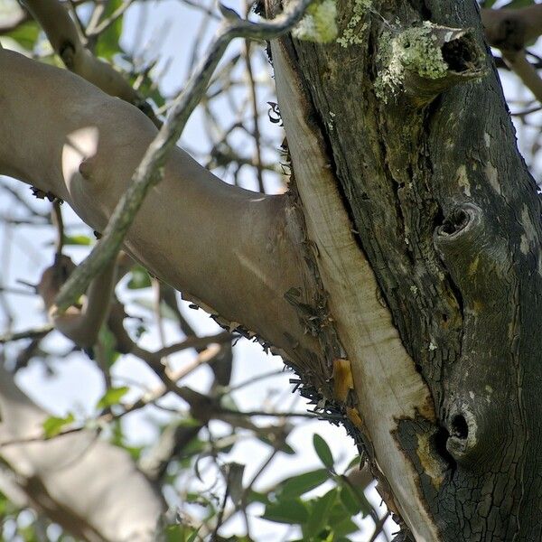 Arbutus menziesii Φλοιός