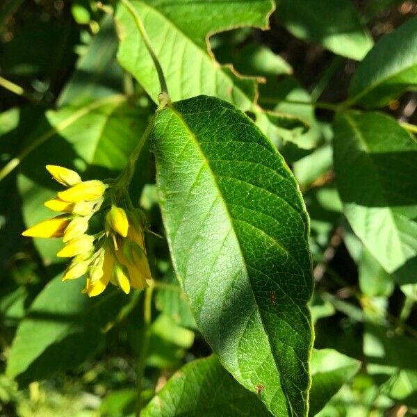 Lysimachia vulgaris Yaprak