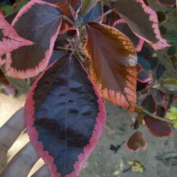 Acalypha wilkesiana Leaf