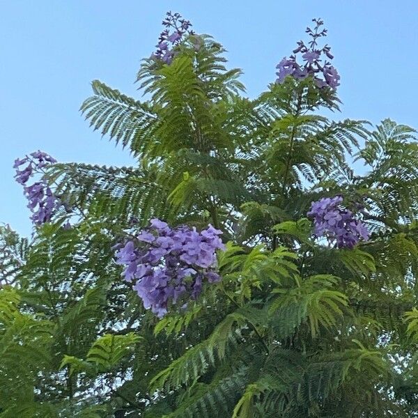 Jacaranda mimosifolia Blomst