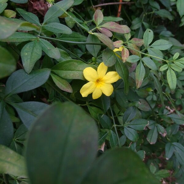 Jasminum mesnyi Агульны выгляд