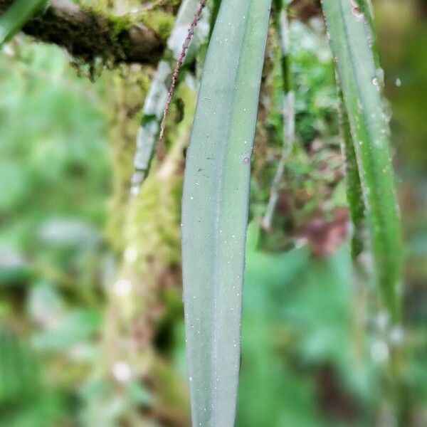 Diaphananthe vesicata Leaf