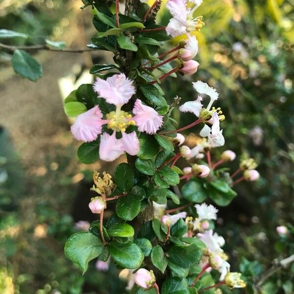 Malpighia coccigera Flower