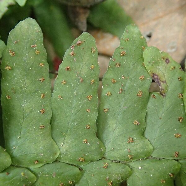 Arthropteris palisotii Blatt