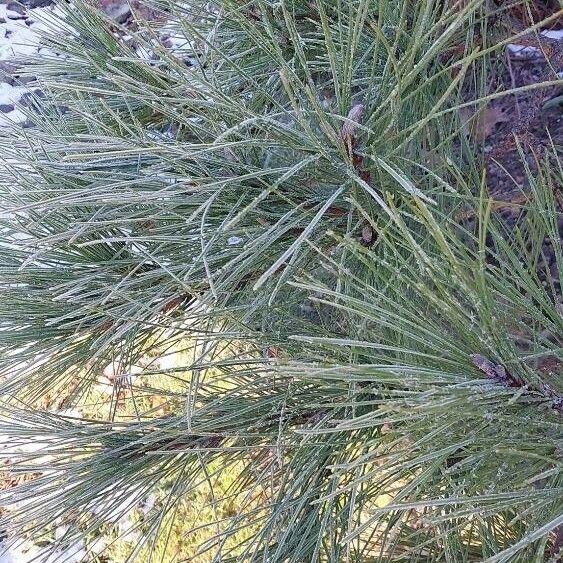 Pinus pinaster Leaf