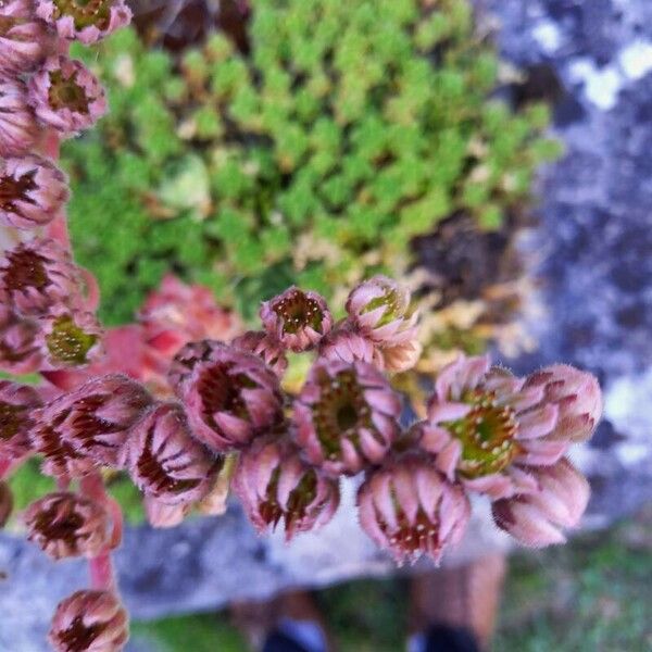 Sempervivum tectorum 花