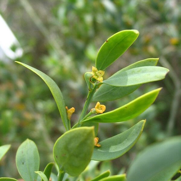 Osyris lanceolata Flower