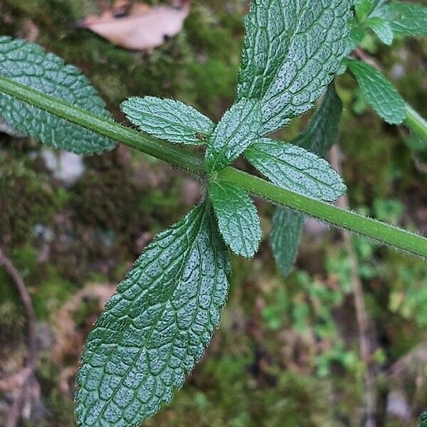 Stachys recta Feuille