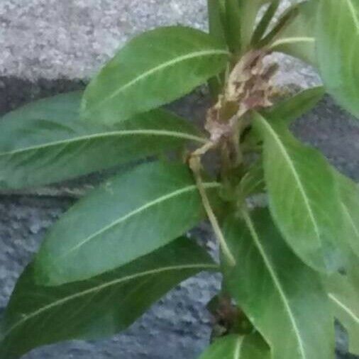 Catharanthus roseus 葉