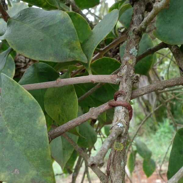 Passovia pyrifolia Celota