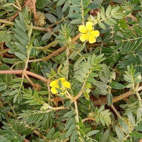 Tribulus terrestris Buveinė