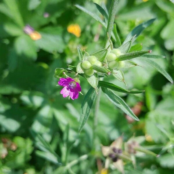 Geranium dissectum Blomst