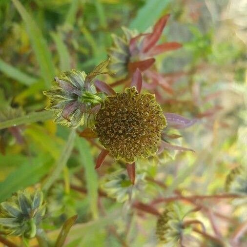 Bidens cernua Fruit