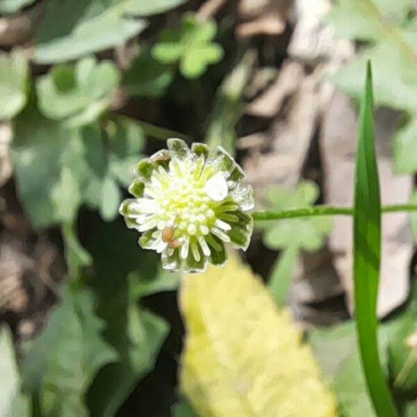 Cotula australis Flower