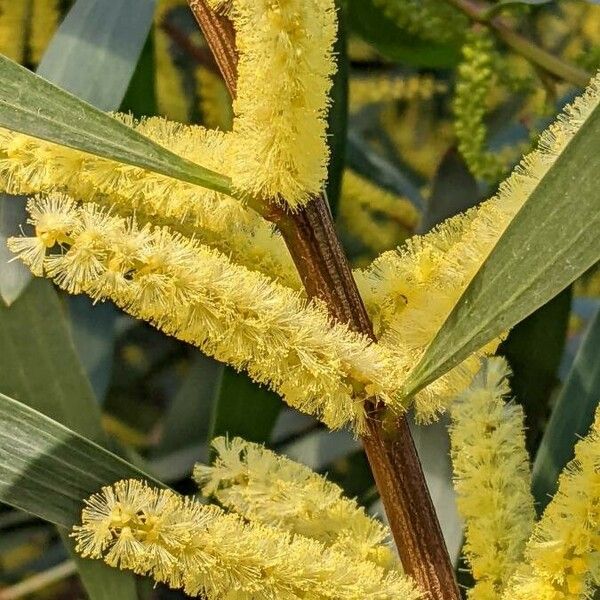 Acacia longifolia Flower