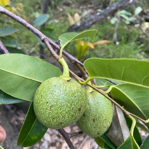 Annona glabra ഫലം