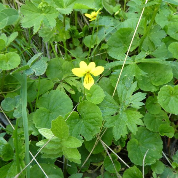 Viola biflora Лист