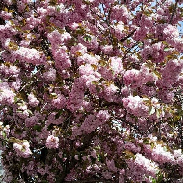 Prunus serrulata Alkat (teljes növény)